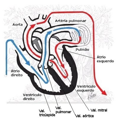 circulação cardiaca