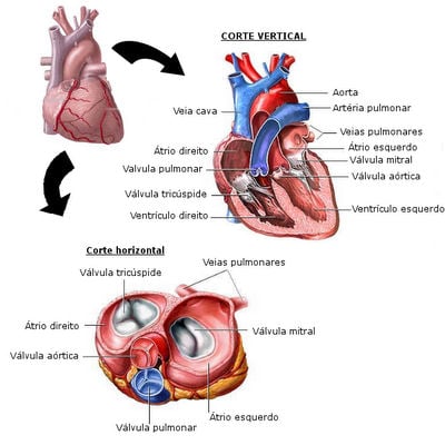 Válvulas cardíacas