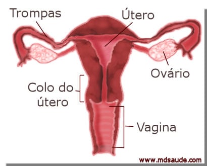 Componentes do sistema reprodutor feminino