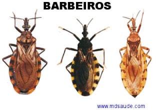 Barbeiro transmissor da doença de Chagas