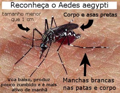 Foto do mosquito da dengue - Aedes aegypti