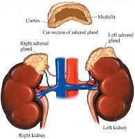 Rins e supra-renal