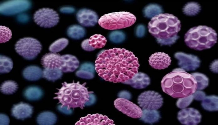 bacterias-imagem Bactérias