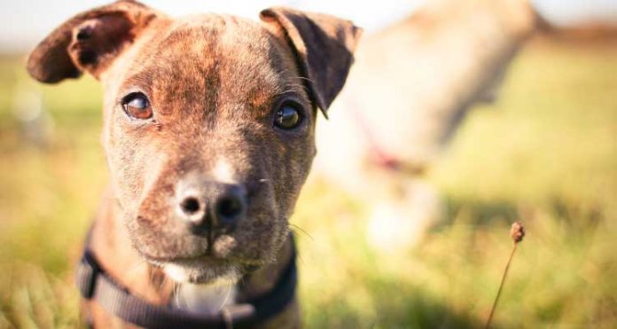 cao-mordida Mordida de cão