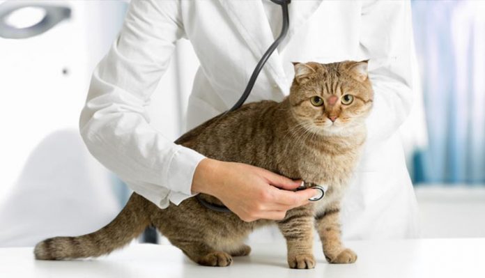 esporotricose-gato Esporotricose
