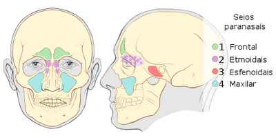 Seios paranasais