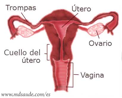 calculadora ovulacion dias fertiles fertilab