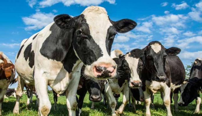 teniase Vaca - Teníase