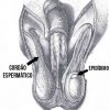 testiculos
