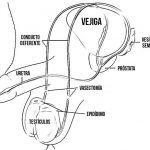 VASECTOMIA EFECTO SECUNDARIOS vasectomia efecto secundarios: