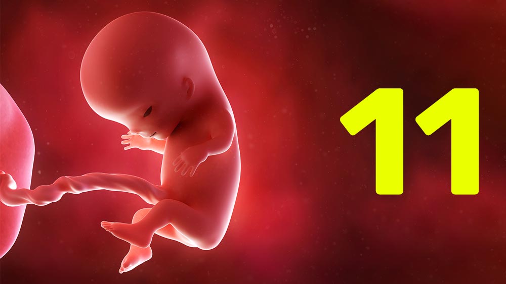 11 semanas de gravidez