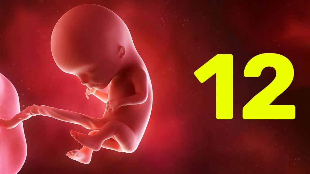 12 semanas de gravidez
