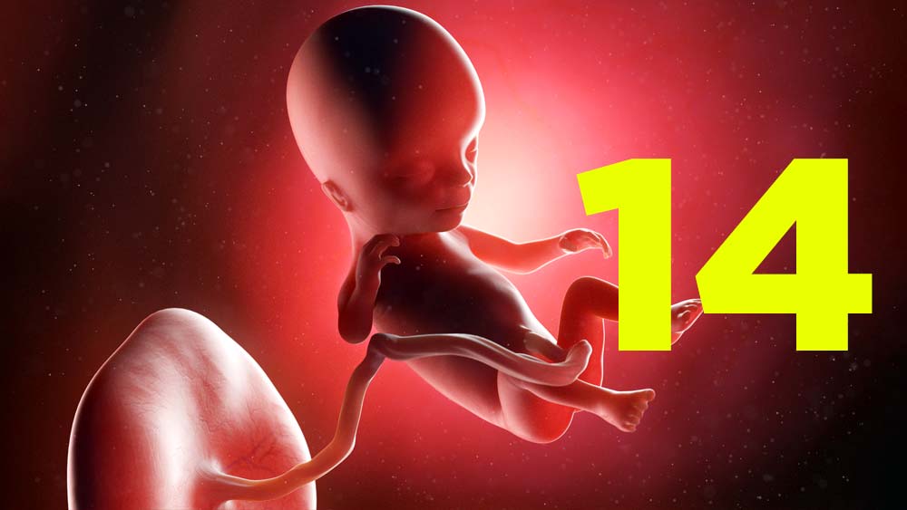 14 semanas de gravidez