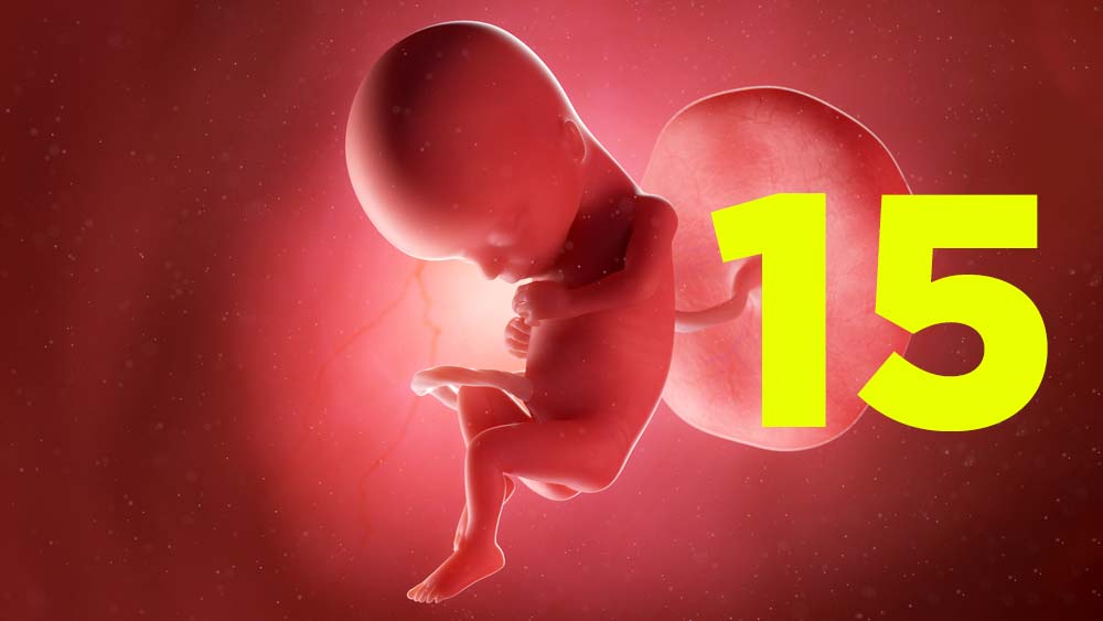 15 semanas de gravidez