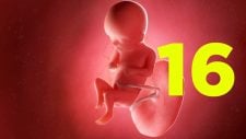 16 semanas de gravidez