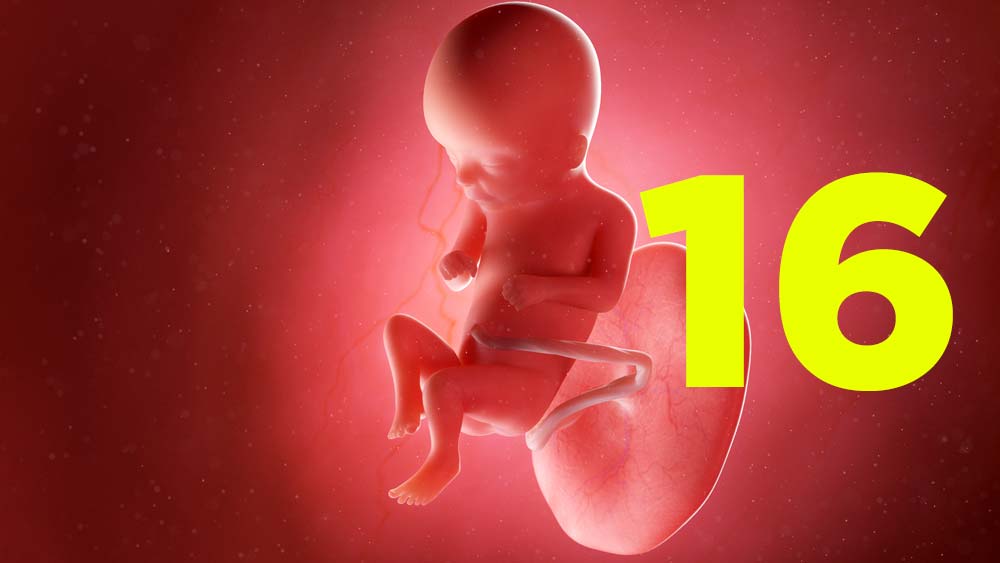 16 semanas de gravidez