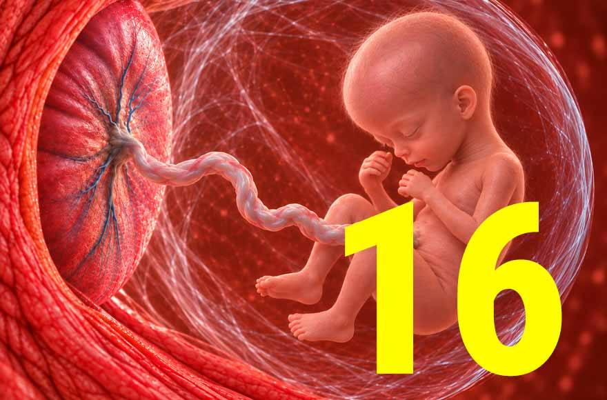 16 semanas de gravidez