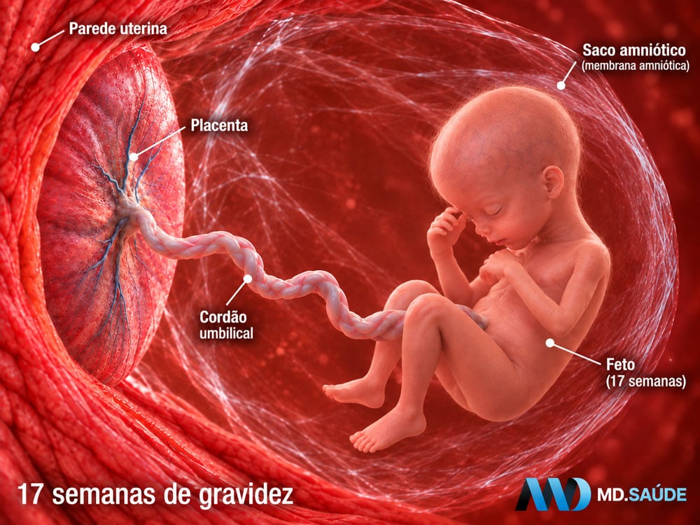 Feto na décima sétima semana de gravidez