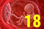 18 semanas de gravidez