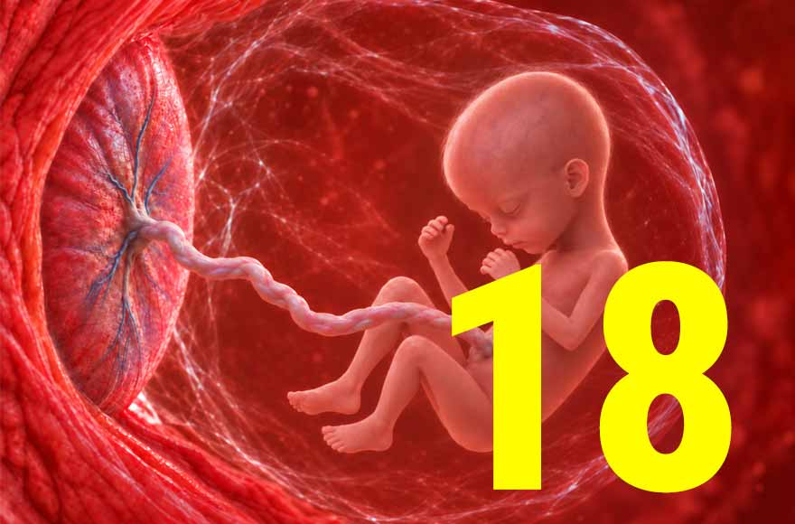 18 semanas de gravidez