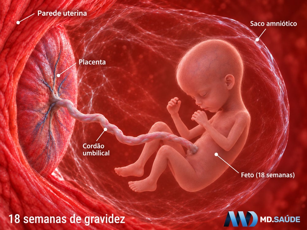 Como é um bebê de 18 semanas