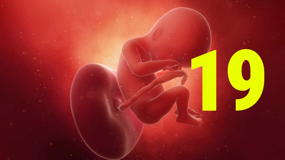 19-semanas-gestação