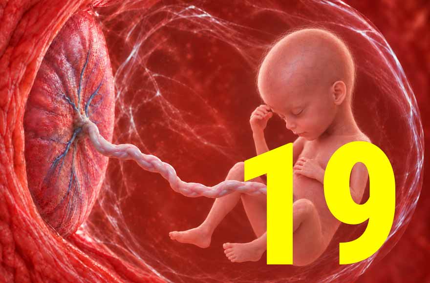 19 semanas de gravidez