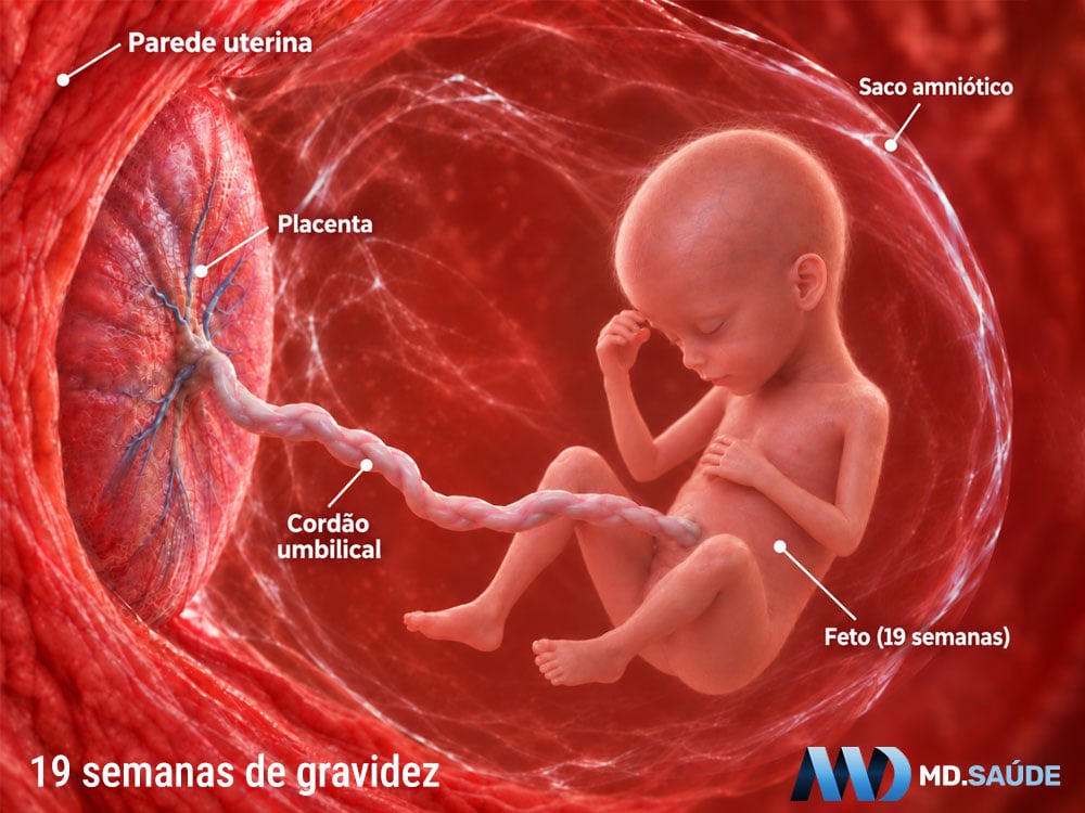 Feto na décima nona semana de gravidez
