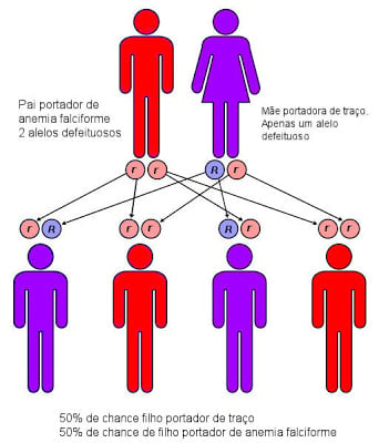  Legenda: r = gene defeituoso; R = gene normal.
Pessoa Vermelha = anemia falciforme; Pessoa Roxa = traço falciforme.