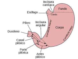 Diferencas Entre Gastrite E Ulcera Md Saude