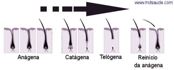 Ciclo do cabelo