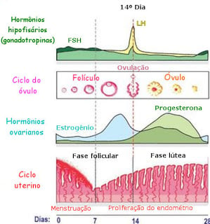 Calendário do ciclo menstrual normal: passo a passo do processo que prepara  o corpo da mulher para a gravidez - Genesis Clínica de Reprodução Humana