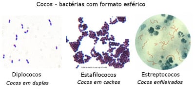 Bactérias cocos
