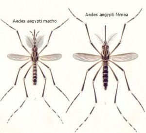 Como Reconhecer o Mosquito da Dengue - Aedes aegypti | MD.Saúde
