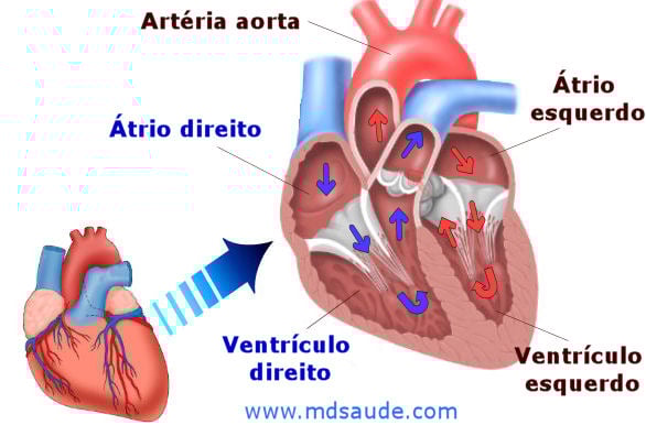 Câmaras cardíacas