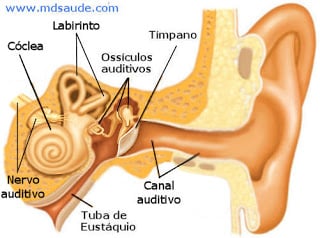 Labirinto - ouvido interno