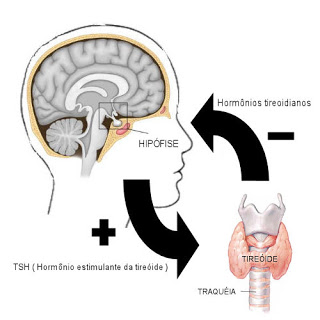Hipotireoidismo - Funcionamento da tireóide