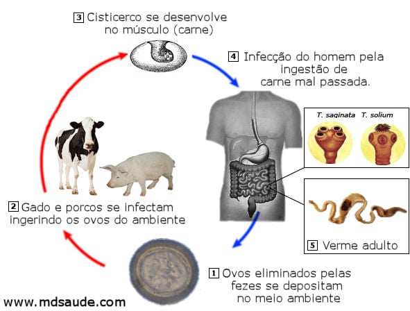 Ciclo de vida da Taenia