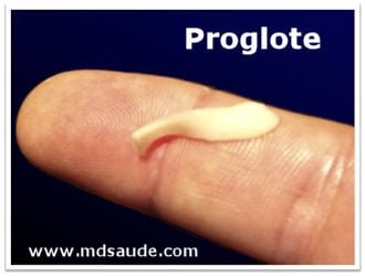 Proglote - Tênia