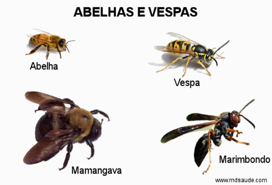 Abelhas e vespas