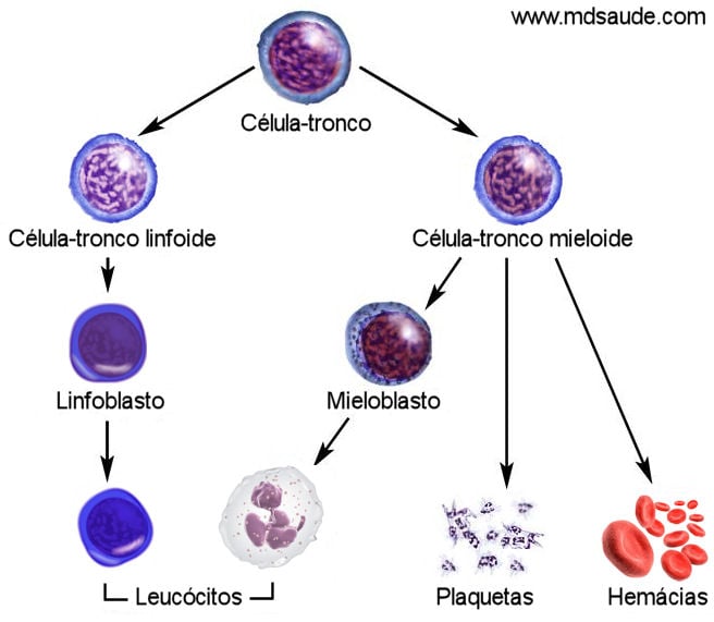 Células do sangue