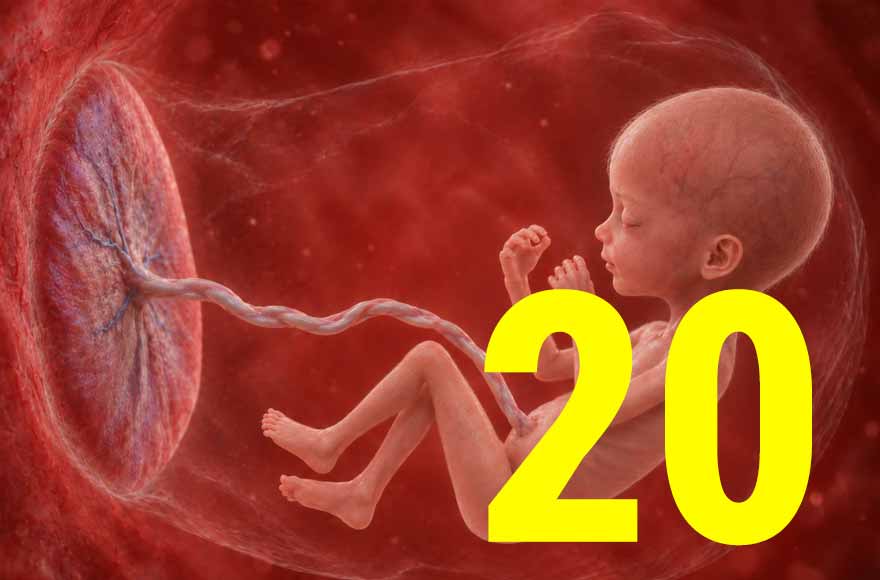 20 semanas de gravidez