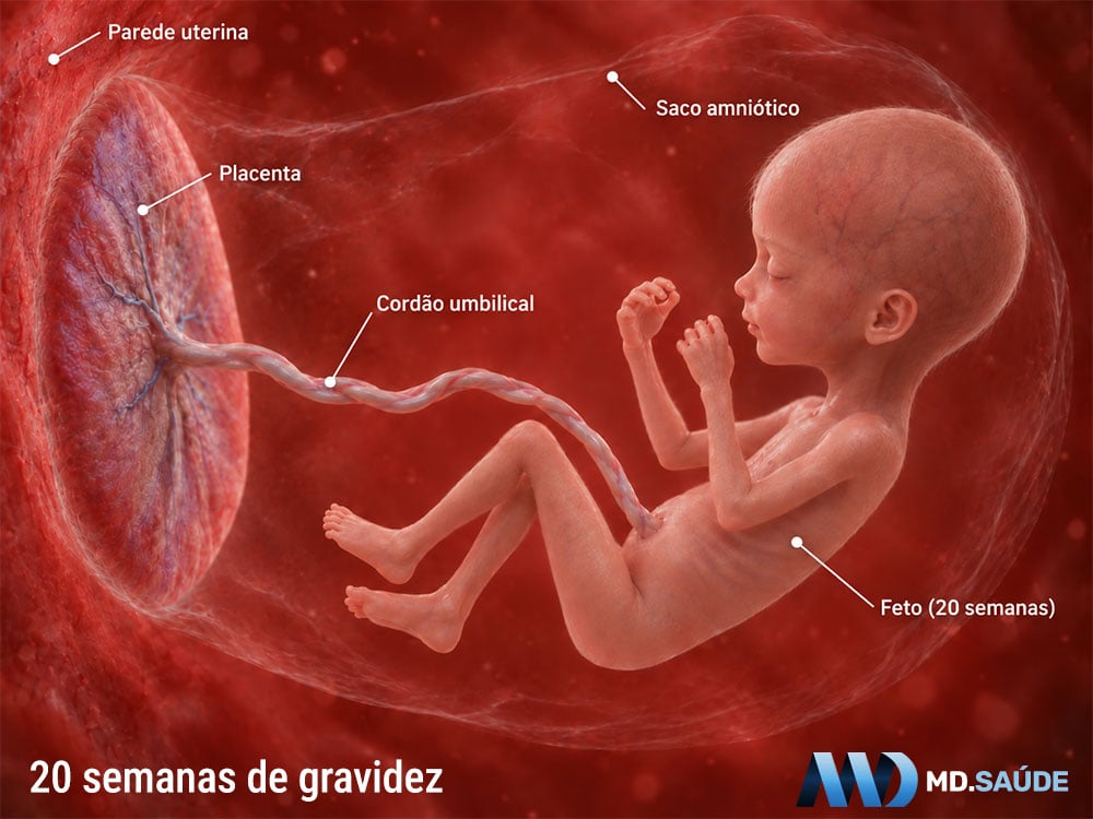 Feto na vigésima semana de gravidez