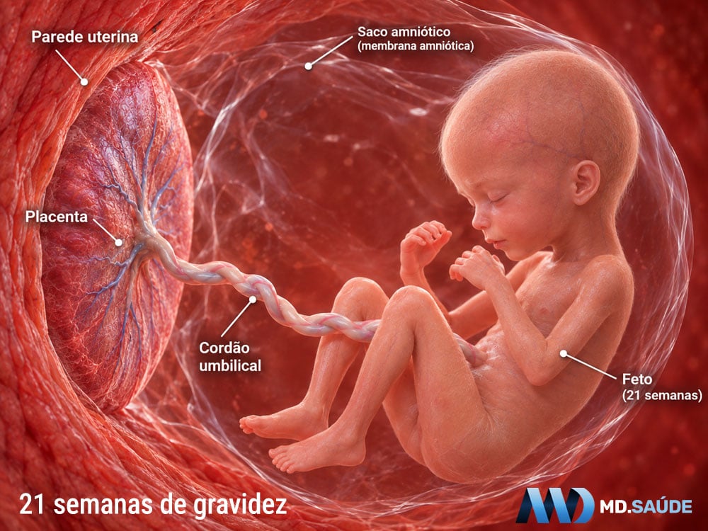 Como é um bebê de 21 semanas na barriga?