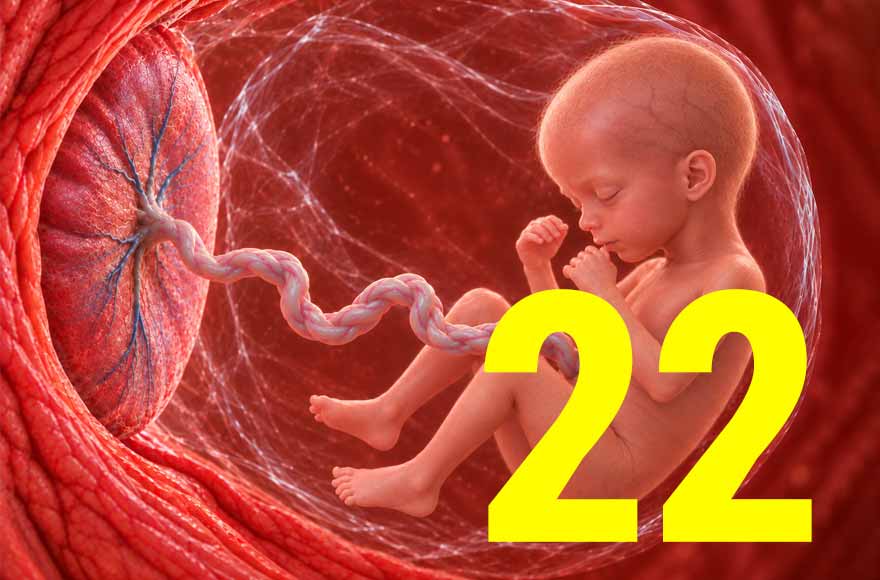 22 semanas de gravidez