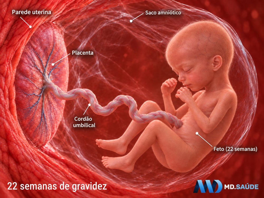 Como é um bebê de 22 semanas de gravidez