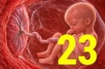 23 semanas de gravidez