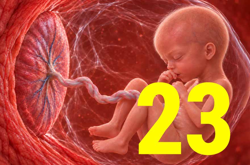 23 semanas de gravidez