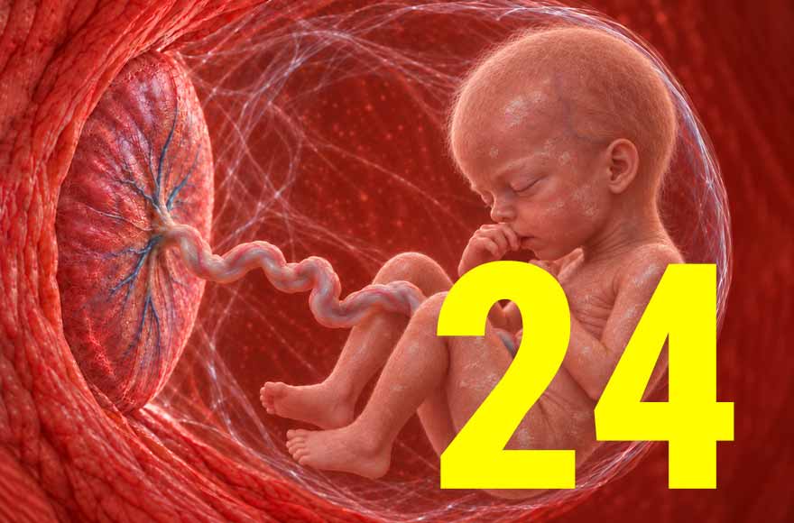 24 semanas de gravidez