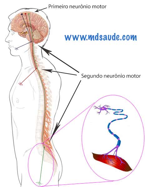 Notas de inglês 1 - Neurônio 2.0